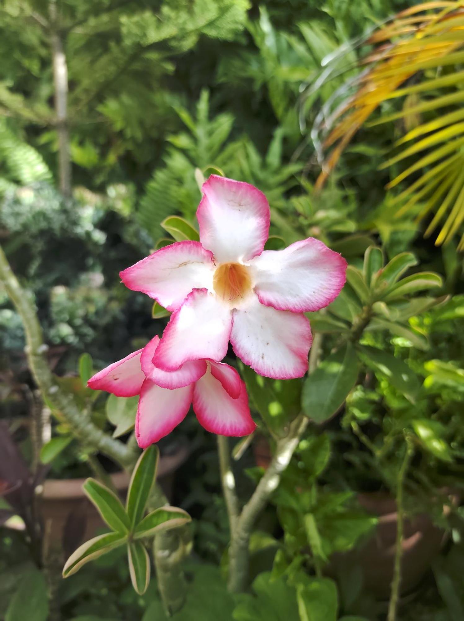 Location Hibiscus Villa Pointe-Noire Luaran gambar